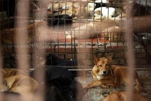 تجارت پرسود گوشت سگ در ویتنام؛ دستگیری یک زوج برای مسموم کردن ده‌ها سگ و گربه