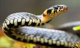 تعبیر خواب مار از نظر معبران