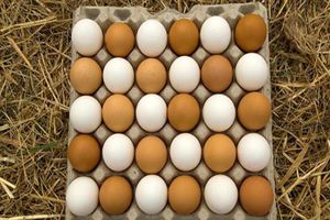 تخم‌مرغ ۳۰ هزار تومانی ناشی از هیجانات فضای مجازی است