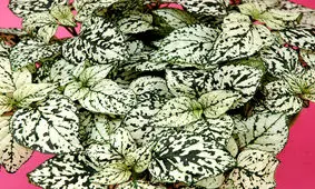 شرایط نگهداری از گل سنگی را بدانید