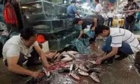 بازار پکن؛ منشا شیوع کرونا/ آیا ماهی عامل انتقال کووید 19 است؟