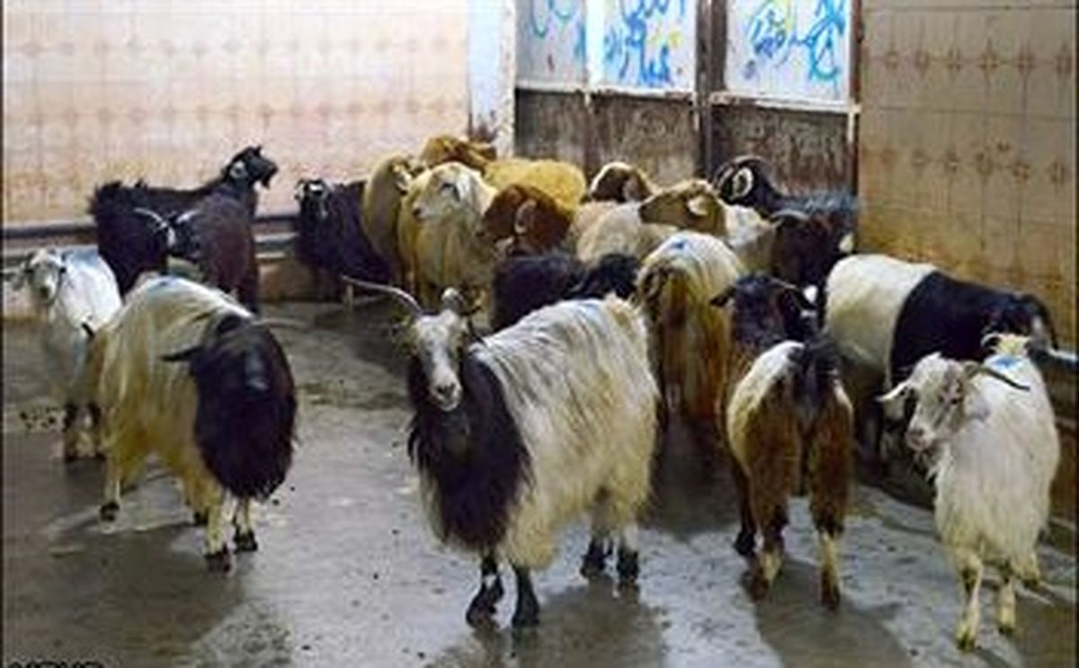 سلامت ایلامیها با ذبح دام در محلهای مسکونی و قصابیهای سنتی تهدید میشود
