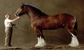 بزرگترین دارندگان اسب‌های جنگی در جهان از ۲۰۱۸-۱۹۶۱/ فیلم