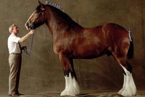 بزرگترین دارندگان اسب‌های جنگی در جهان از ۲۰۱۸-۱۹۶۱/ فیلم