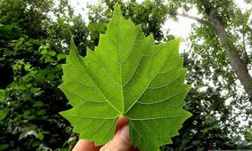 دزدی عجیب در آلمان برای پخت دلمه برگ مو!