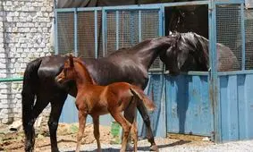 پیست اسب سواری در بخش دشتک چالدران راه اندازی می شود