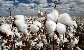 استقبال از کشت پنبه در گلستان بیشتر شد