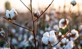 با اتو و رنگ‌های شیمیایی خداحافظی کنید!