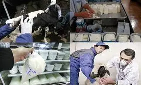 ابتلای۲۹راس دام به تب مالت در کهگیلویه و بویراحمد