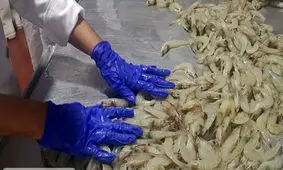 تولید بالغ بر ۲۴۱ میلیون قطعه لارو میگو در شهرستان سیریک