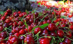 برداشت آلبالو از باغات استان قزوین آغاز شد