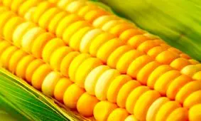 جدیدترین خبر از تبدیل ذرت‌های آلوده به الکل/صنایع دفاع گزینه اصلی