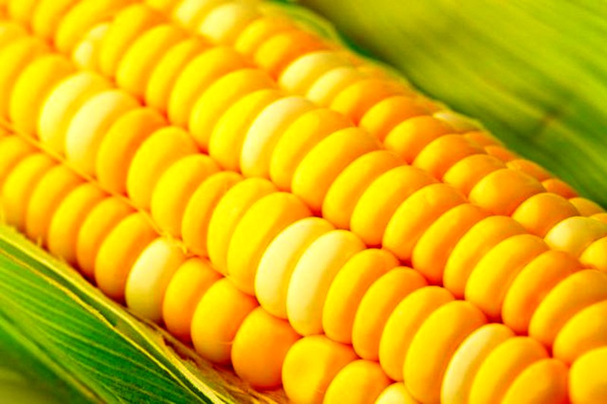 جدیدترین خبر از تبدیل ذرتهای آلوده به الکل/صنایع دفاع گزینه اصلی