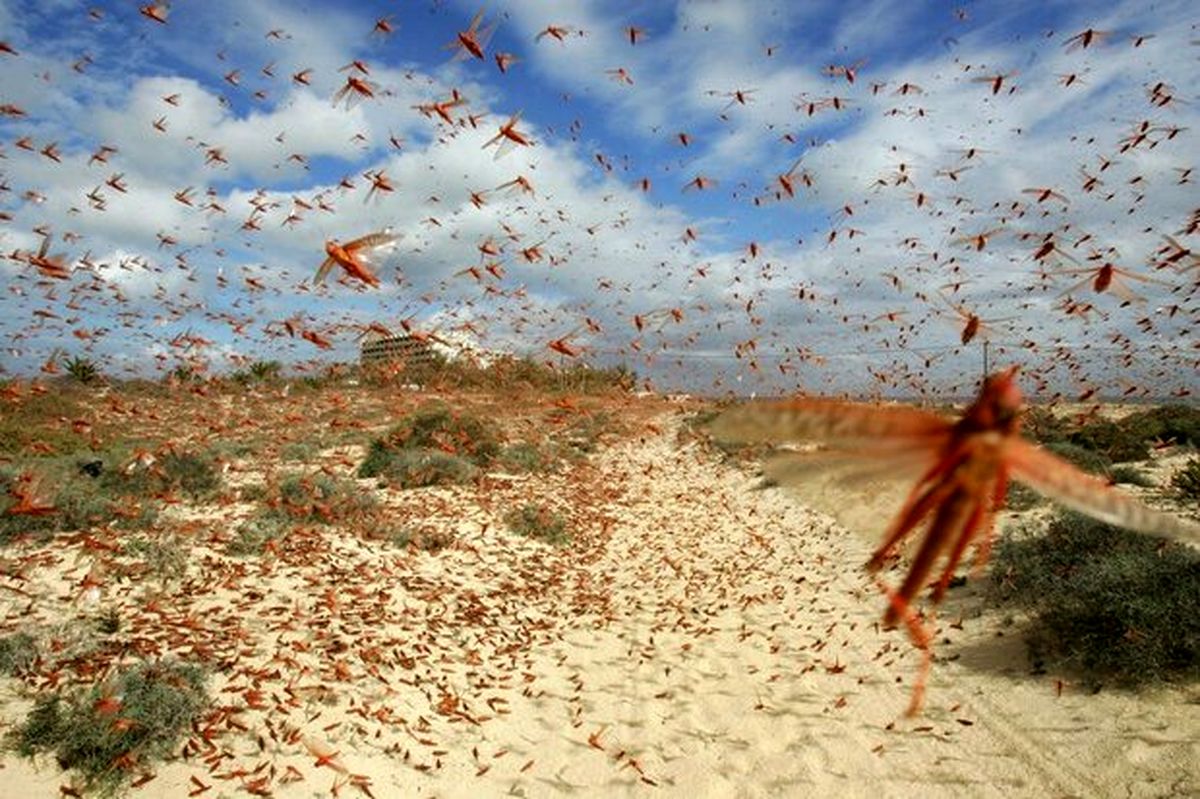 پیش بینی طغیان ملخ صحرایی در ۵۰ هکتار از باغات بم