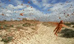 پیش بینی طغیان ملخ صحرایی در ۵۰ هکتار از باغات بم