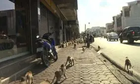 میمون‌ها در تایلند حکومت نظامی اعلام کردند