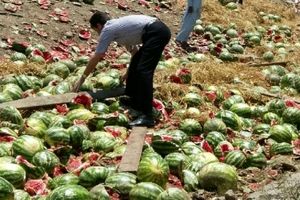 ترکیه هندوانه‌های ایرانی را امحا کرد