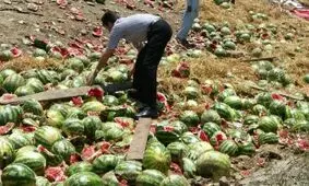 ترکیه هندوانه‌های ایرانی را امحا کرد