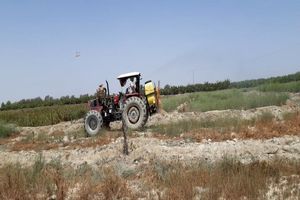 مزارع خوشاب علیه آفت ملخ سم پاشی شدند