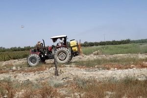 مزارع خوشاب علیه آفت ملخ سم پاشی شدند