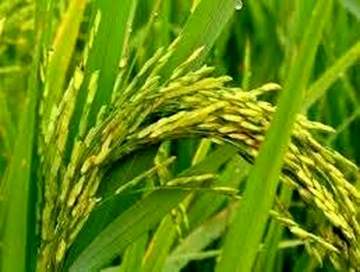 ظهور خوشه دهی در ۱۶ درصد از شالیزارهای شهرستان رشت