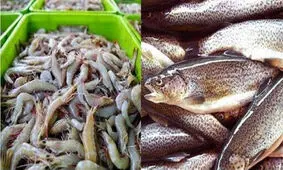 پیش‌بینی تولید ۴۰۰ کیلوگرم خاویار تا پایان امسال درفارس