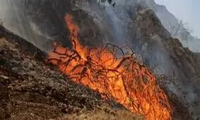 دستگیری ۴۰ نفر در ارتباط با آتش‌سوزی‌ در جنگل‌های کشور