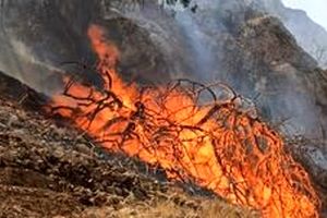 دستگیری ۴۰ نفر در ارتباط با آتش‌سوزی‌ در جنگل‌های کشور