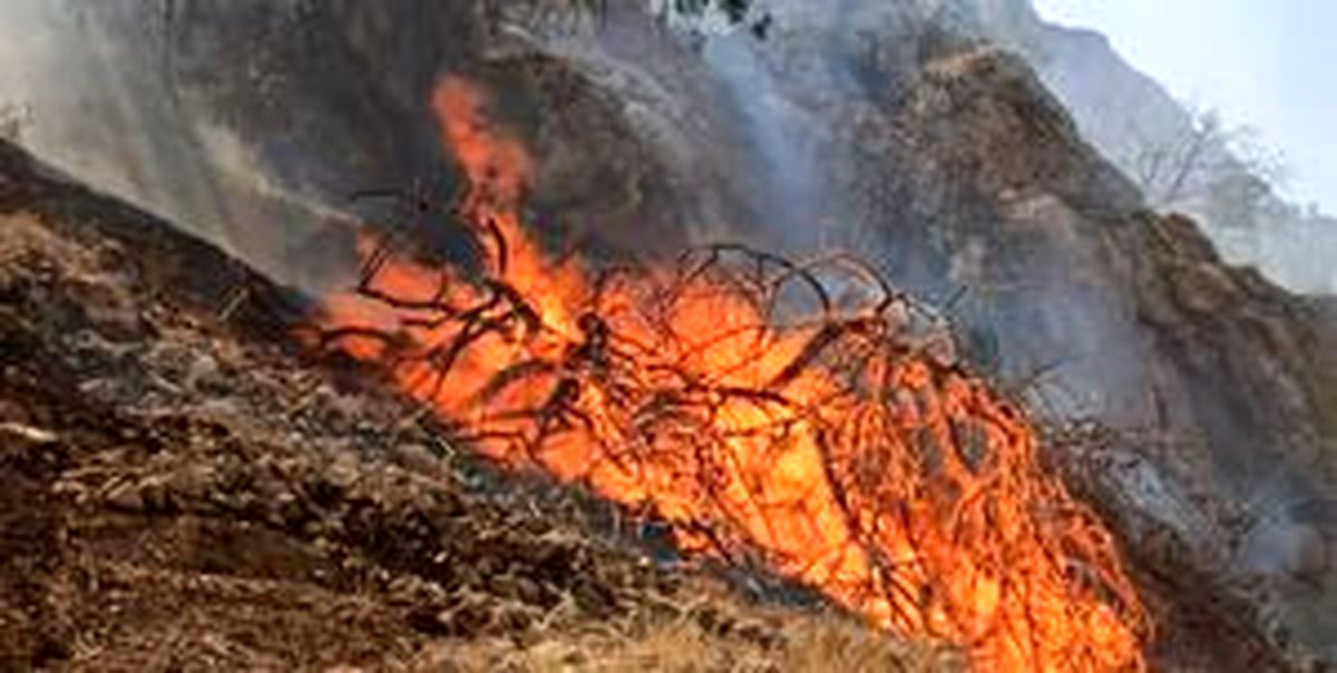 دستگیری ۴۰ نفر در ارتباط با آتش‌سوزی‌ در جنگل‌های کشور