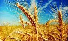 خرید تضمینی ٤٥ هزار تن گندم در استان مرکزی