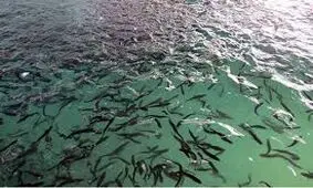رهاسازی ۱۲ هزار قطعه بچه ماهی گرمابی در استان همدان