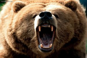 خرس وحشی به زن پیرانشهری حمله کرد