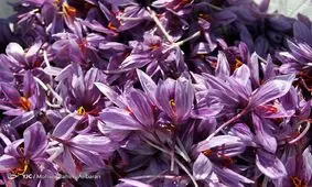 ثبات قیمت طلای سرخ در بازار / آهنگ صادرات کند است