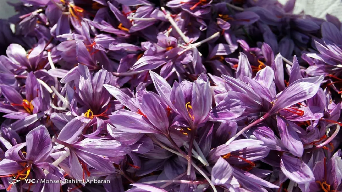 ثبات قیمت طلای سرخ در بازار / آهنگ صادرات کند است