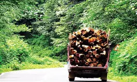 قطع درخت منبع جدید درآمد در روستاهای اردبیل