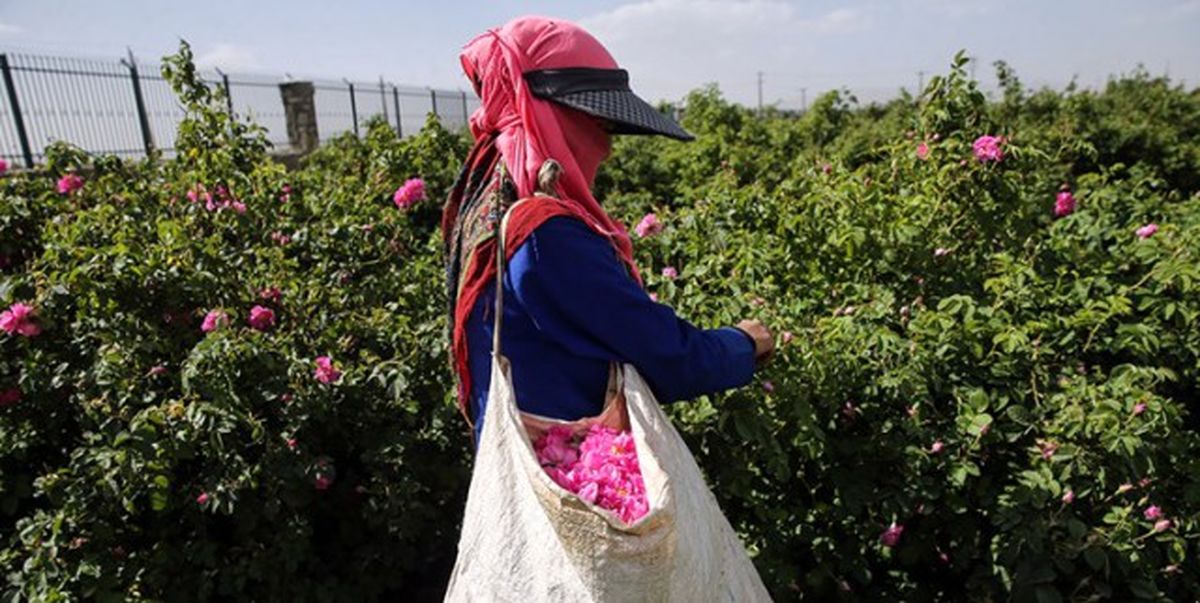 ۱۵۰۰ تن از محصول گل محمدی شهرستان اسکو فرآوری نمی‌شود