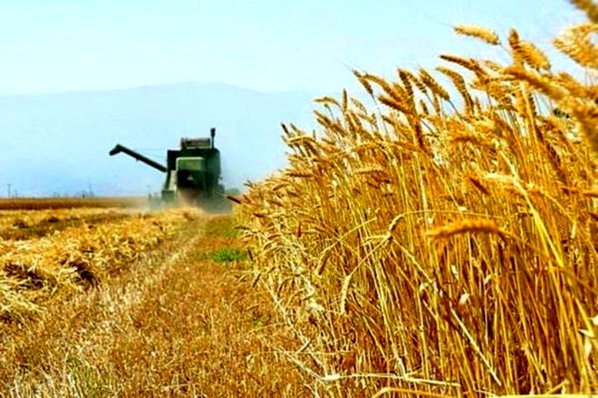 برداشت گندم در استان بوشهر ۱۱ درصد کاهش یافت