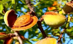 ۶۰ درصد محصول بادام سامان به هند صادر می‌شود