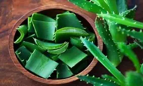 خواص مهم آلوئه ورا را بیشتر بشناسید