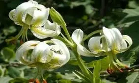 نادرترین گل جهان در گیلان 40 سانتی‌متری شد