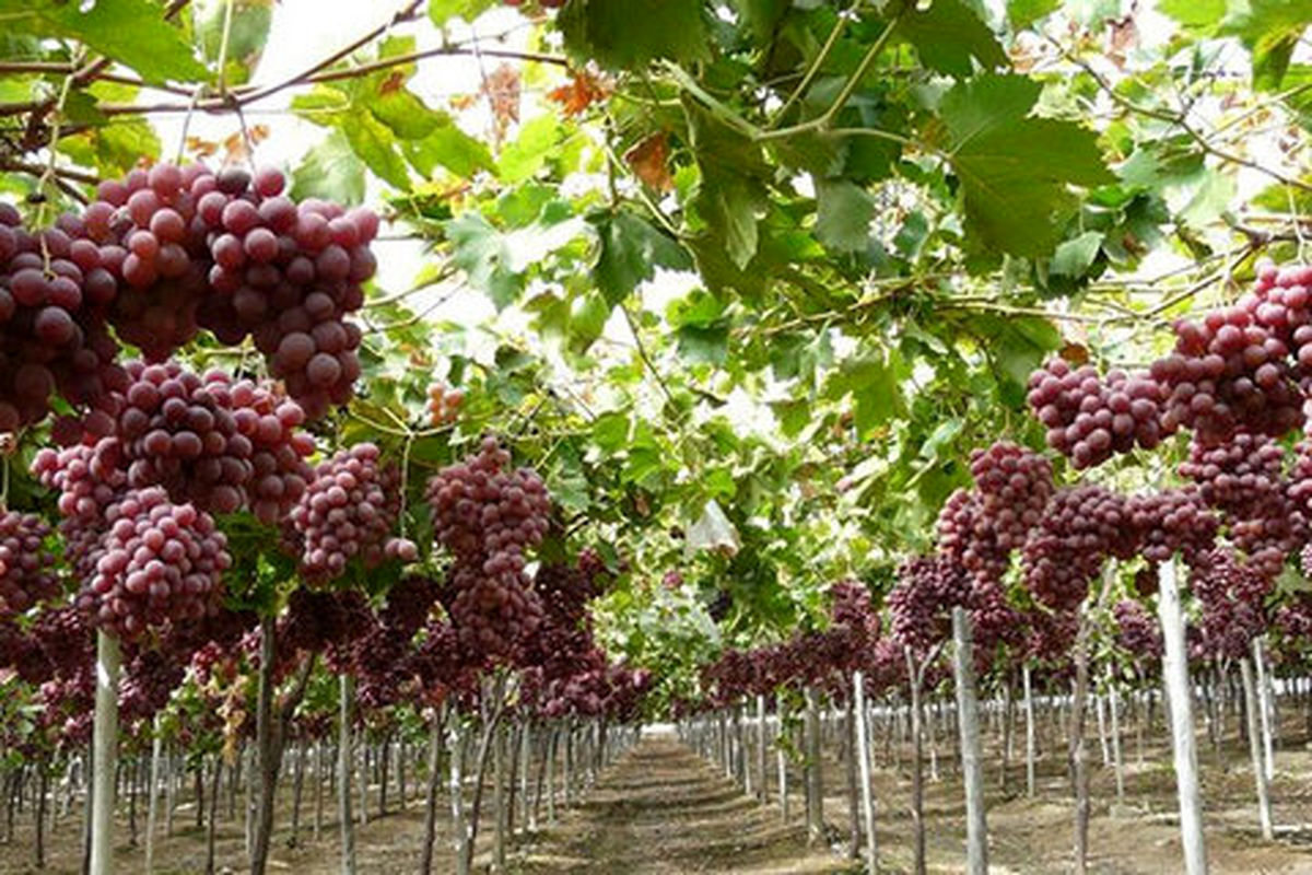 برداشت انگور از تاکستانهای پلدختر به روایت تصویر