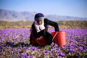 صادرات زعفران از سر گرفته شد