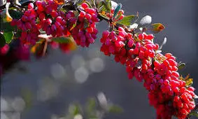 تولید ۱۱۱ تن محصول ارگانیک در خراسان جنوبی