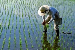 ۱۱ درصد برنج کشور در رشت تولید می‌شود