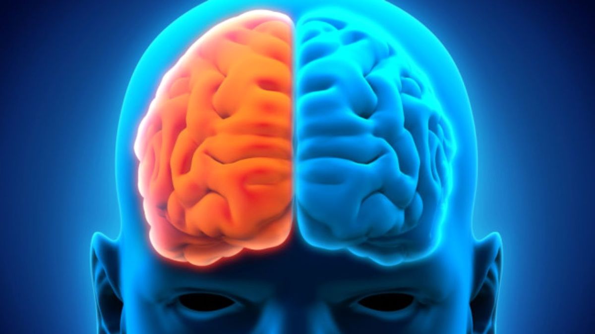 خلاقیت از کدام قسمت مغز میآید؟