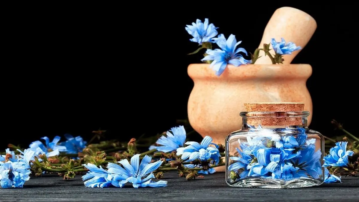خواص شگفت‌انگیز کاسنی؛ از تضمین سلامت کلیه‌ها تا افزایش باروری مردان