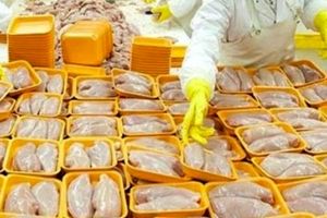 لغو تمامی مجوز‌های صادرات مرغ از ۱۴ تیر ماه
