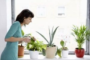 گیاهان آپارتمانی را اصولی آبیاری کنید