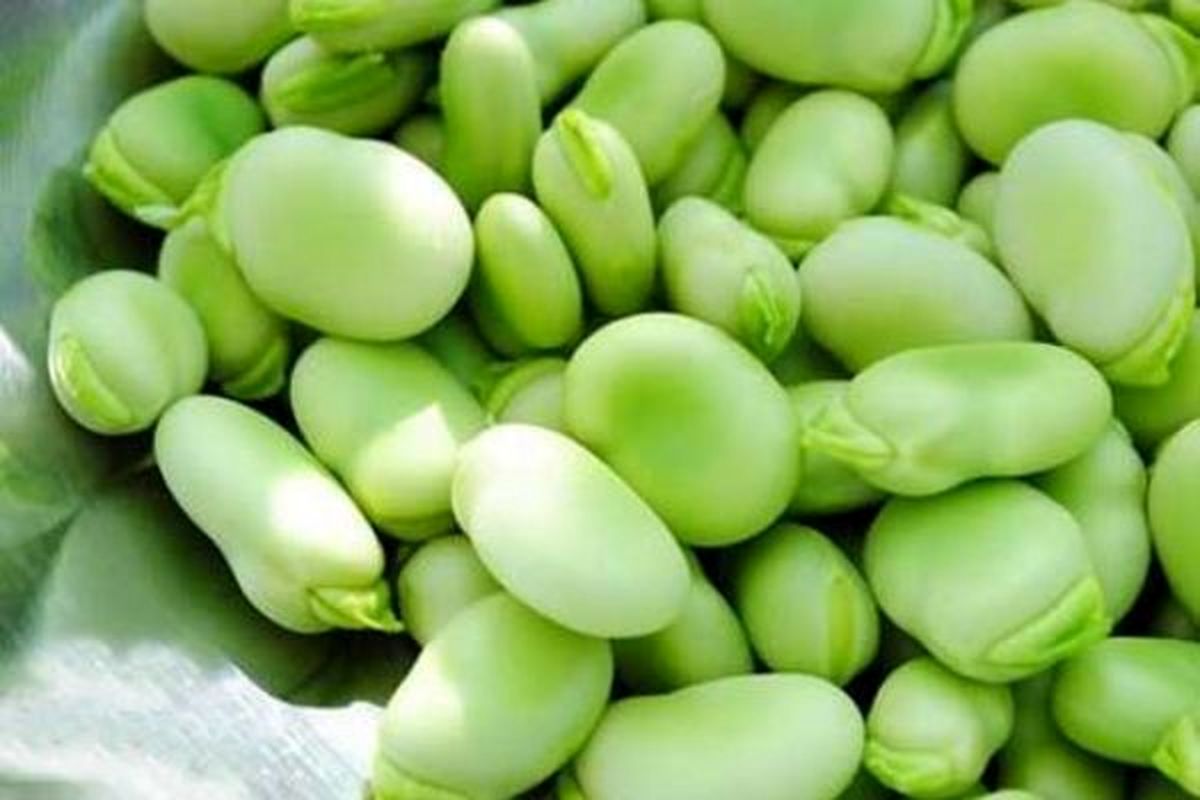 از فواید و مضرات باقالا چه میدانید؟