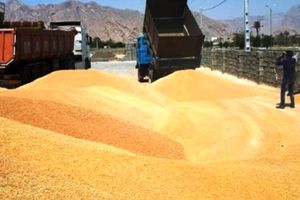 خرید تضمینی ۱۹۸ هزار تن گندم در استان کرمان